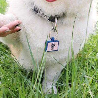 ขายปลีก MOQ ต่ํา ราคาถูก รูปแบบที่แตกต่างกัน หลายสีสําหรับตัวเลือก ซิลิโคน แท็กสุนัขว่าง ชื่อ แท็กไอดี